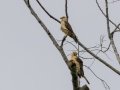 Yellow-headed Caracara - Palmar Field - Puntarenas - Costa Rica, March 12, 2023