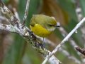 White-vented Euphonia  - Reserva El Copal (Tausito) , May 6, 2023