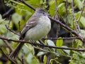 Yellow-bellied Elaenia - Rancho Naturalista - Cartago - CR, March 5, 2023
