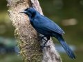 Melodious Blackbird - Donde Cope- La Unión de Guápiles - Limón - CR, March 4, 2023