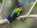 Fiery-throated Hummingbird - Paraiso Quetzal Lodge - Km 70 - San Jose - Costa Rica, March 8, 2023