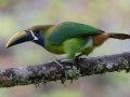 Northern Emerald-Toucanet (Blue-throated) - Feathers Garden - San Jose - Costa Rica, March 10, 2023