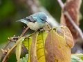 Scarlet-thighed Dacnis - Reserva El Copal (Tausito), Cartago, Costa Rica, March 6, 2023