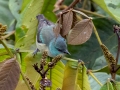 Scarlet-thighed Dacnis - Reserva El Copal (Tausito), Cartago, Costa Rica, March 6, 2023