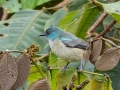 Scarlet-thighed Dacnis - Reserva El Copal (Tausito), Cartago, Costa Rica, March 6, 2023