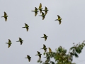Crimson-fronted Parakeets - Palmar Field - Puntarenas - Costa Rica, March 12, 2023
