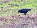 Giant Cowbird - Palmar Field - Puntarenas - Costa Rica, March 12, 2023