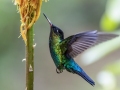 Fiery-throated Hummingbird - Paraiso Quetzal Lodge - Km 70 San José, Costa Rica , March 8, 2023