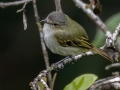 Mistletoe Tyrannulet -  Reserva El Copal - Tausito - Cartago - Costa Rica, March 6, 2023