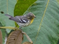 Blackburnian Warbler -  Reserva El Copal - Tausito - Cartago - Costa Rica, March 6, 2023