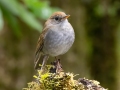 Ruddy-capped Nightingale-Thrush - San Gerardo - Waterfall Trail - San Jose - Costa Rica, March 10, 2023