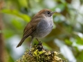 Ruddy-capped Nightingale-Thrush - San Gerardo - Waterfall Trail - San Jose - Costa Rica, March 10, 2023
