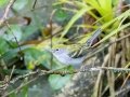 Chestnut-sided Warbler - Rancho Naturalista - Cartago - CR, March 5, 2023