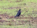 Giant Cowbird - Palmar Field - Puntarenas - Costa Rica, March 12, 2023