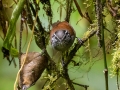 Gray-breasted Wood-Wren - San Gerardo - Waterfall Trail - San Jose - Costa Rica, March 10, 2023