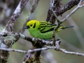 Emerald Tanager - Reserva El Copal - Tausito - Cartago - Costa Rica, March 6, 2023