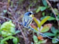 Common Tody-Flycatcher - Rancho Naturalista - Cartago - CR, March 5, 2023