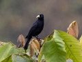 Scarlet-rumped Cacique - Reserva El Copal - Tausito - Cartago - Costa Rica, March 6, 2023