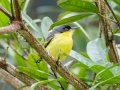 Common Tody-Flycatcher - Rancho Naturalista - Cartago - CR, March 5, 2023