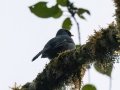 Black-faced Solitaire - San Gerardo - Waterfall Trail - San Jose - Costa Rica, March 10, 2023