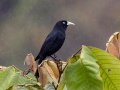 Scarlet-rumped Cacique - Reserva El Copal - Tausito - Cartago - Costa Rica, March 6, 2023