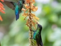 Fiery-throated Hummingbirds - Paraiso Quetzal Lodge - Km 70 San José, Costa Rica , March 8, 2023