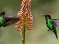 Fiery-throated Hummingbirds - Paraiso Quetzal Lodge - Km 70 San José, Costa Rica , March 8, 2023