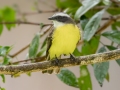 Social Flycatcher - Rancho Naturalista - Cartago - CR, March 5, 2023