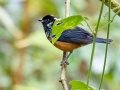 Spangle-cheeked Tanager - San Gerardo - Waterfall Trail - San Jose - Costa Rica, March 10, 2023