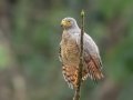 Roadside Hawk - Esquinas Rainforest Lodge - Puntarenas - Costa Rica, March 12, 2023