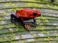 Red Poison Dart Frog - Donde Cope- La Unión de Guápiles - Limón - CR, March 4, 2023