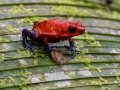 Red Poison Dart Frog - Donde Cope- La Unión de Guápiles - Limón - CR, March 4, 2023