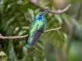 Lesser Violetear - Paraiso Quetzal Lodge - Km 70 - San Jose - Costa Rica, March 8, 2023