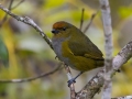 Tawny-capped Euphonia - Reserva El Copal - Tausito - Cartago - Costa Rica, March 6, 2023