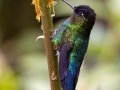 Fiery-throated Hummingbird - Paraiso Quetzal Lodge - Km 70 - San Jose - Costa Rica, March 8, 2023