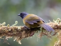 Large-footed Finch - Paraiso Quetzal Lodge - Km 70 - San Jose - Costa Rica, March 8, 2023