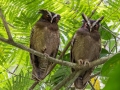 Crested Owl - Donde Cope- La Unión de Guápiles - Limón - CR, March 4, 2023