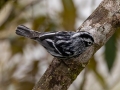 Black-and-white Warbler - Reserva El Copal - Tausito - Cartago - Costa Rica, March 6, 2023