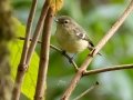 Yellow-winged Vireo - San Gerardo - Waterfall Trail - San Jose - Costa Rica, March 10, 2023