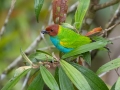 Bay-headed Tanager - Reserva El Copal - Tausito - Cartago - Costa Rica, March 6, 2023