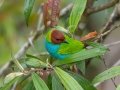 Bay-headed Tanager - Reserva El Copal - Tausito - Cartago - Costa Rica, March 6, 2023