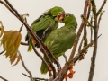 Red-lored Parrots - Esquinas Rainforest Lodge - Puntarenas - Costa Rica, March 12, 2023