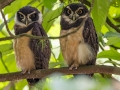 Spectacled Owl - Donde Cope- La Unión de Guápiles - Limón - CR, March 4, 2023