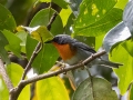 Flame-throated Warbler - San Gerardo - Waterfall Trail - San Jose - Costa Rica, March 10, 2023
