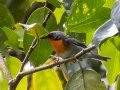 Flame-throated Warbler - San Gerardo - Waterfall Trail - San Jose - Costa Rica, March 10, 2023