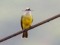 Tropical Kingbird - Ujarrás (Cartago) - Cartago - CR, March 7, 2023