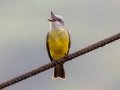 Tropical Kingbird - Ujarrás (Cartago) - Cartago - CR, March 7, 2023