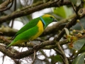 Golden-browed Chlorophonia- Paraiso Quetzal Lodge - Km 70 - San Jose - Costa Rica, March 8, 2023
