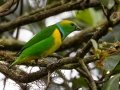 Golden-browed Chlorophonia- Paraiso Quetzal Lodge - Km 70 - San Jose - Costa Rica, March 8, 2023