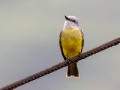 Tropical Kingbird - Ujarrás (Cartago) - Cartago - CR, March 7, 2023
